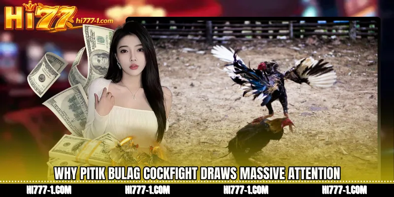 Why Pitik Bulag cockfight Draws Massive Attention